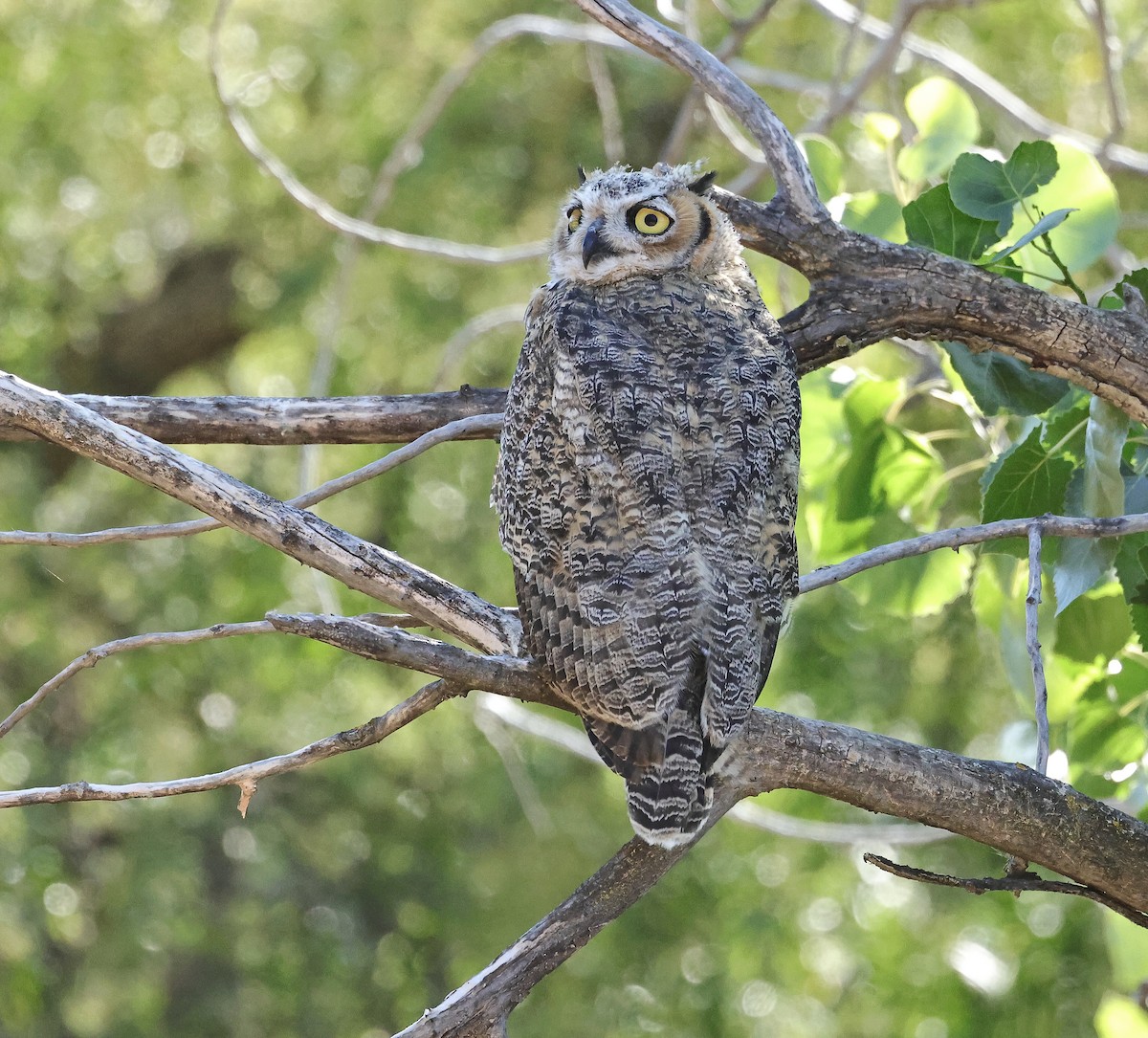 Great Horned Owl - ML620402688