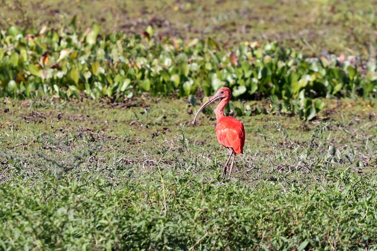 ibis rudý - ML620402704