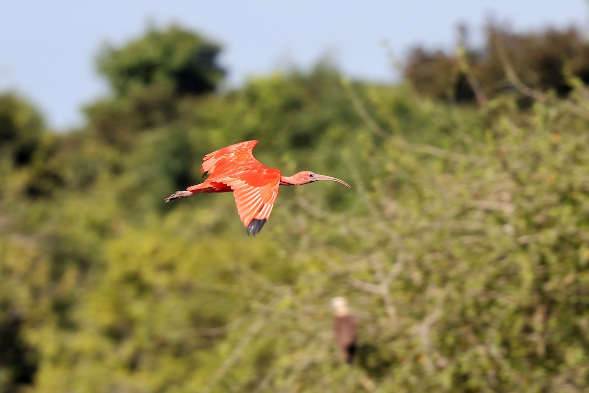ibis rudý - ML620402705