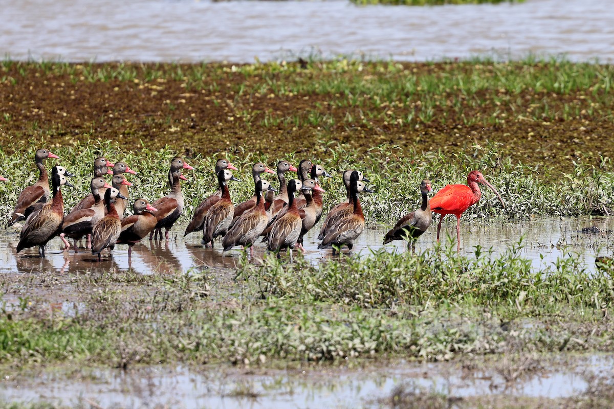 Scarlet Ibis - ML620402707