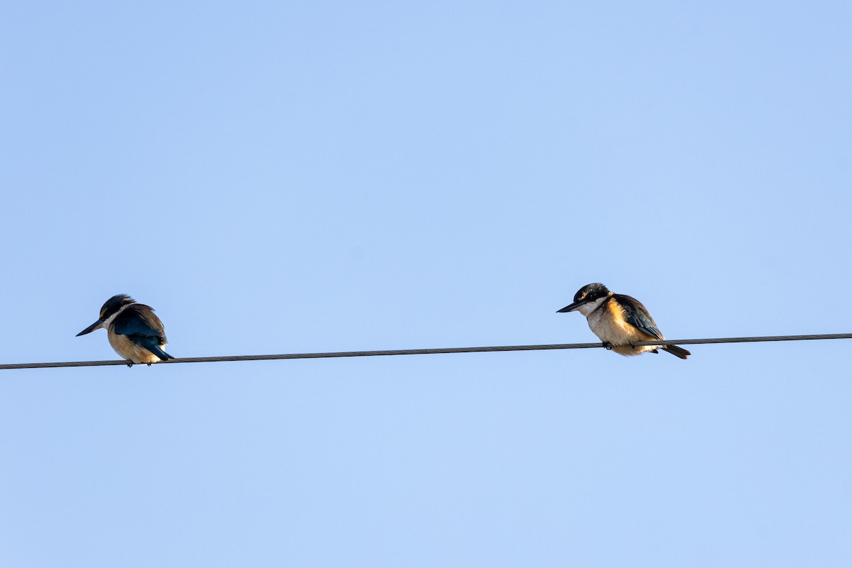 Sacred Kingfisher - ML620402720