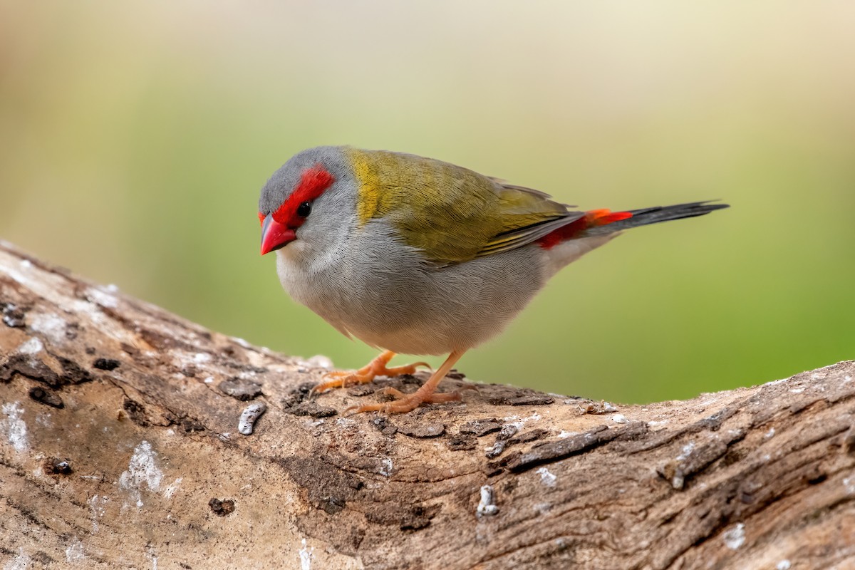 Red-browed Firetail - ML620402723