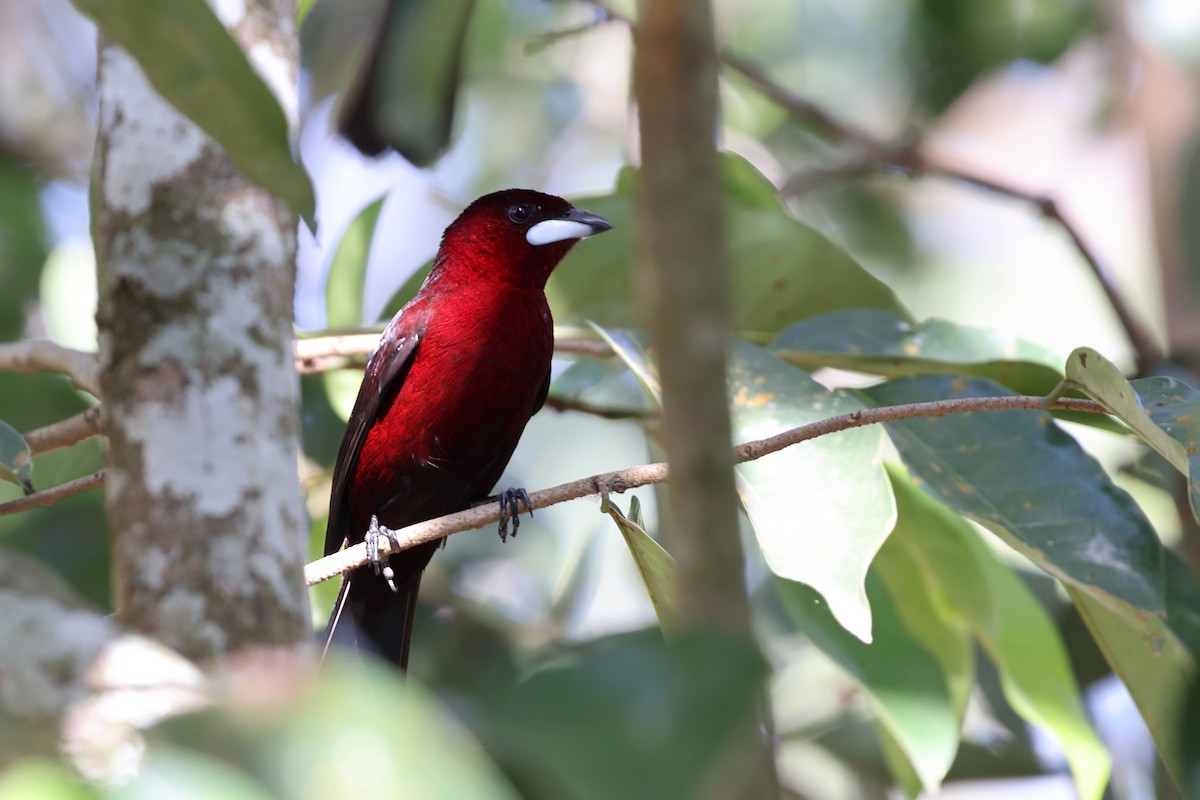 Silver-beaked Tanager - ML620402724