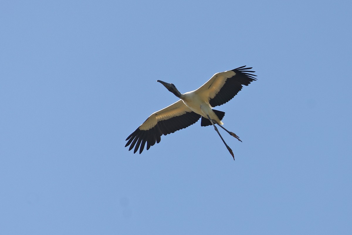 Wood Stork - ML620402726