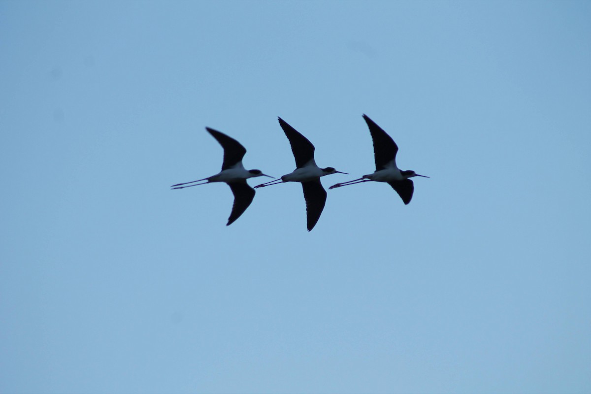 Black-necked Stilt - ML620402731