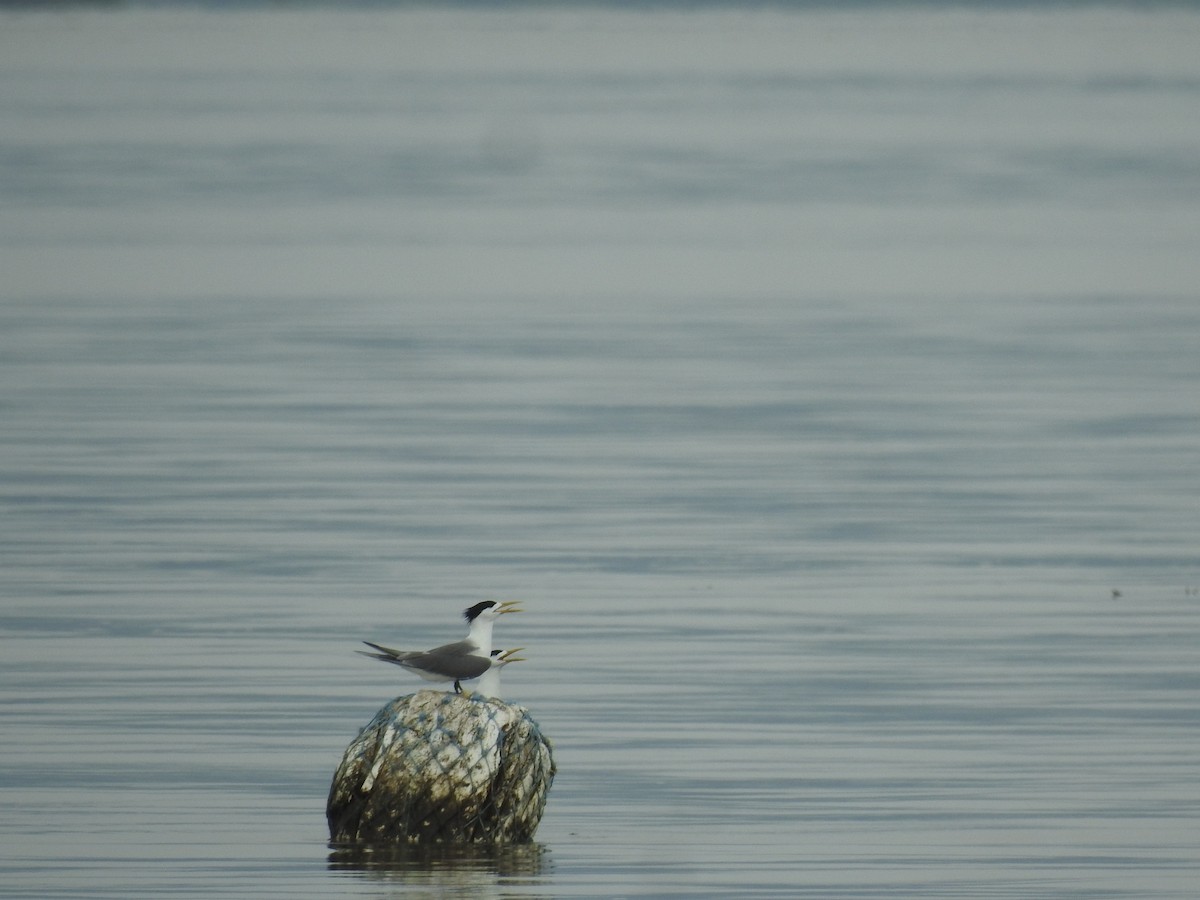 Great Crested Tern - ML620402738