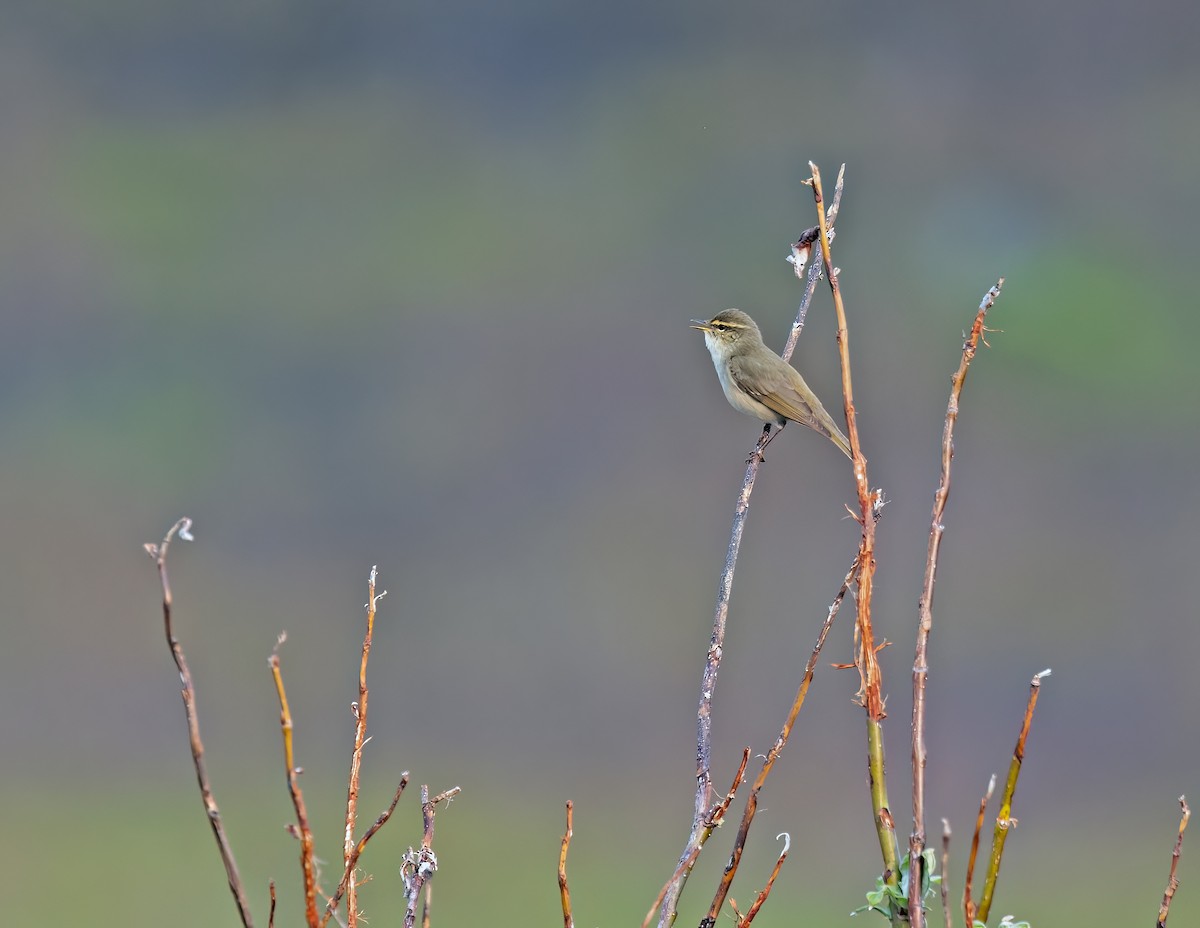 Arctic Warbler - ML620402740