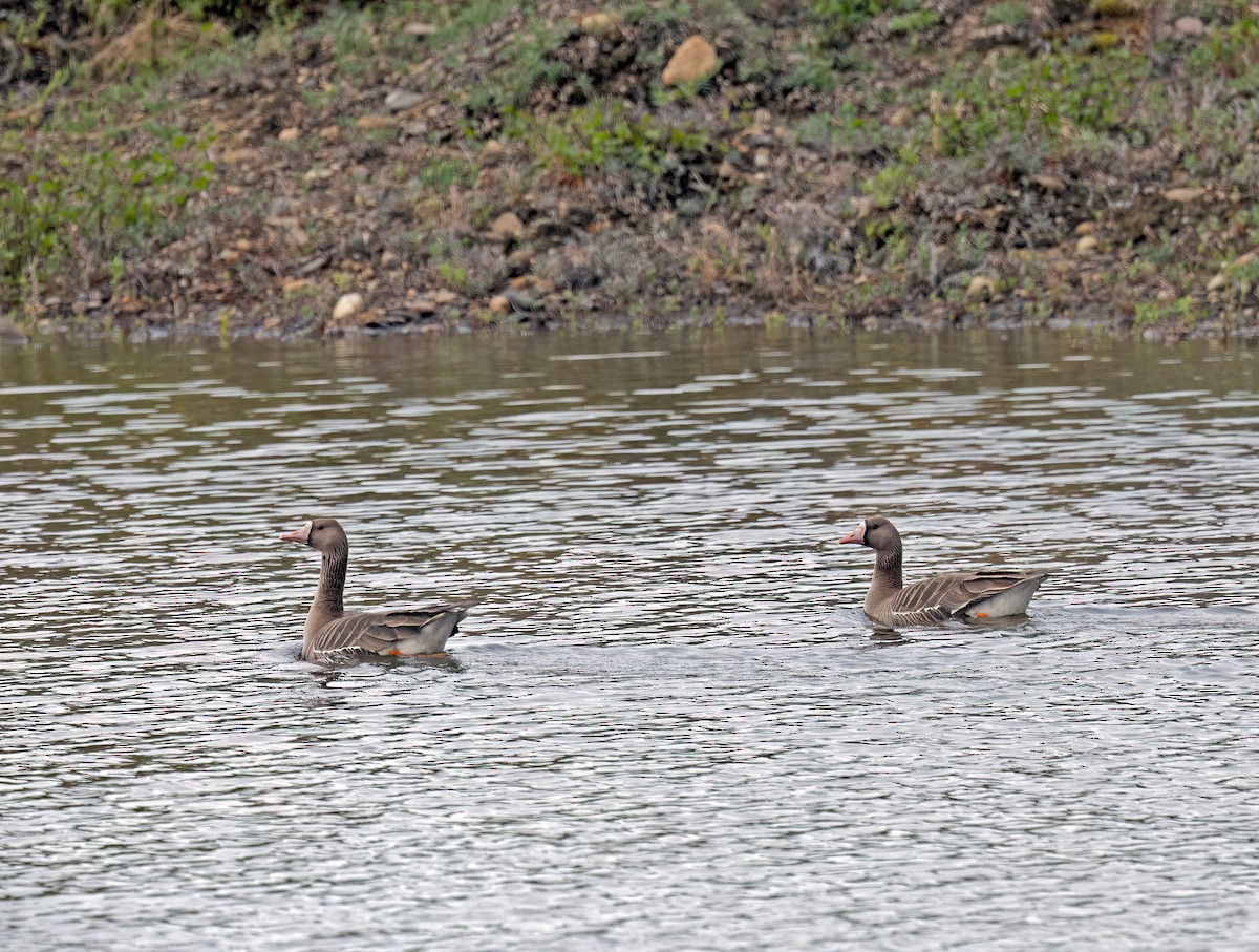 Greater White-fronted Goose - ML620402743