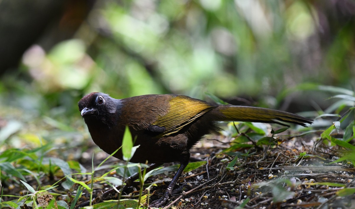 Malayan Laughingthrush - ML620402766