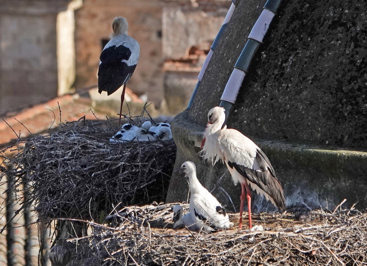 White Stork - ML620402770