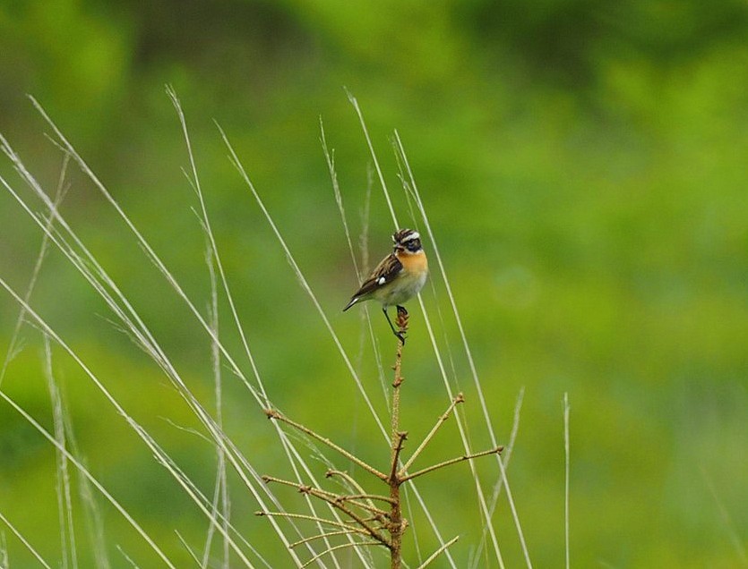 Whinchat - ML620402781