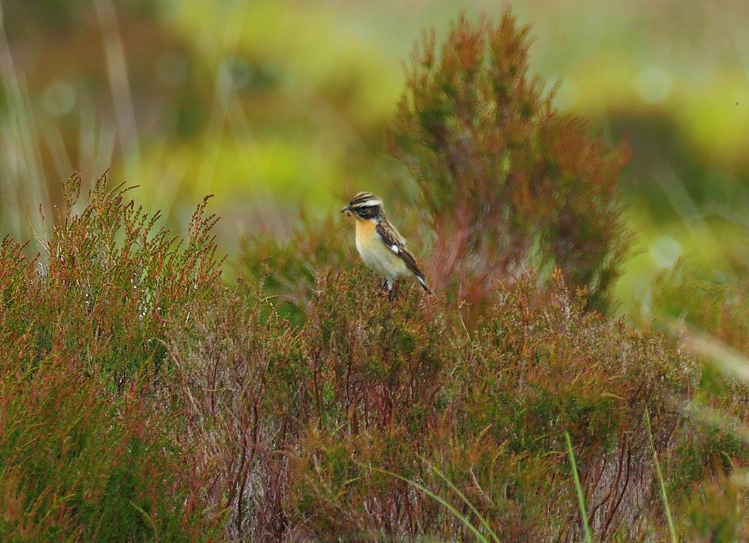 Whinchat - ML620402784