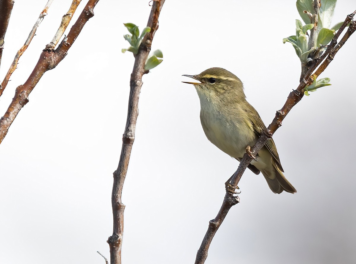 Arctic Warbler - ML620402786