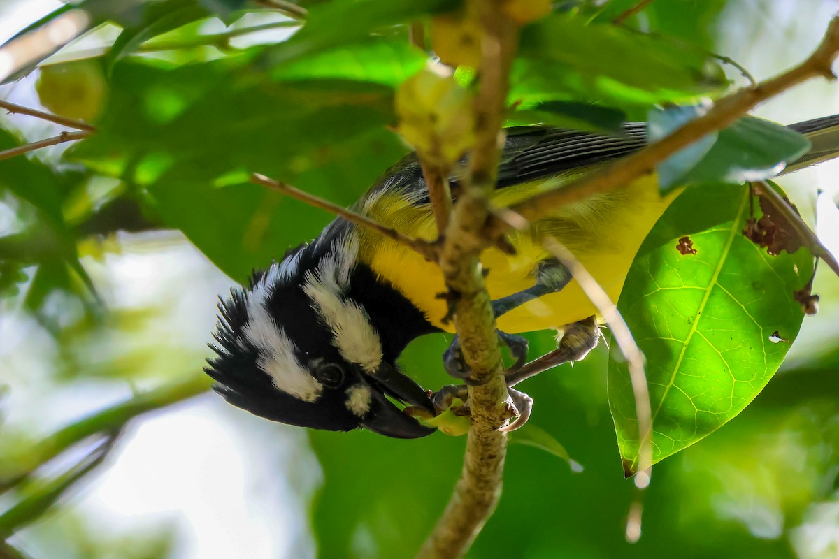 Eastern Shrike-tit - ML620402791