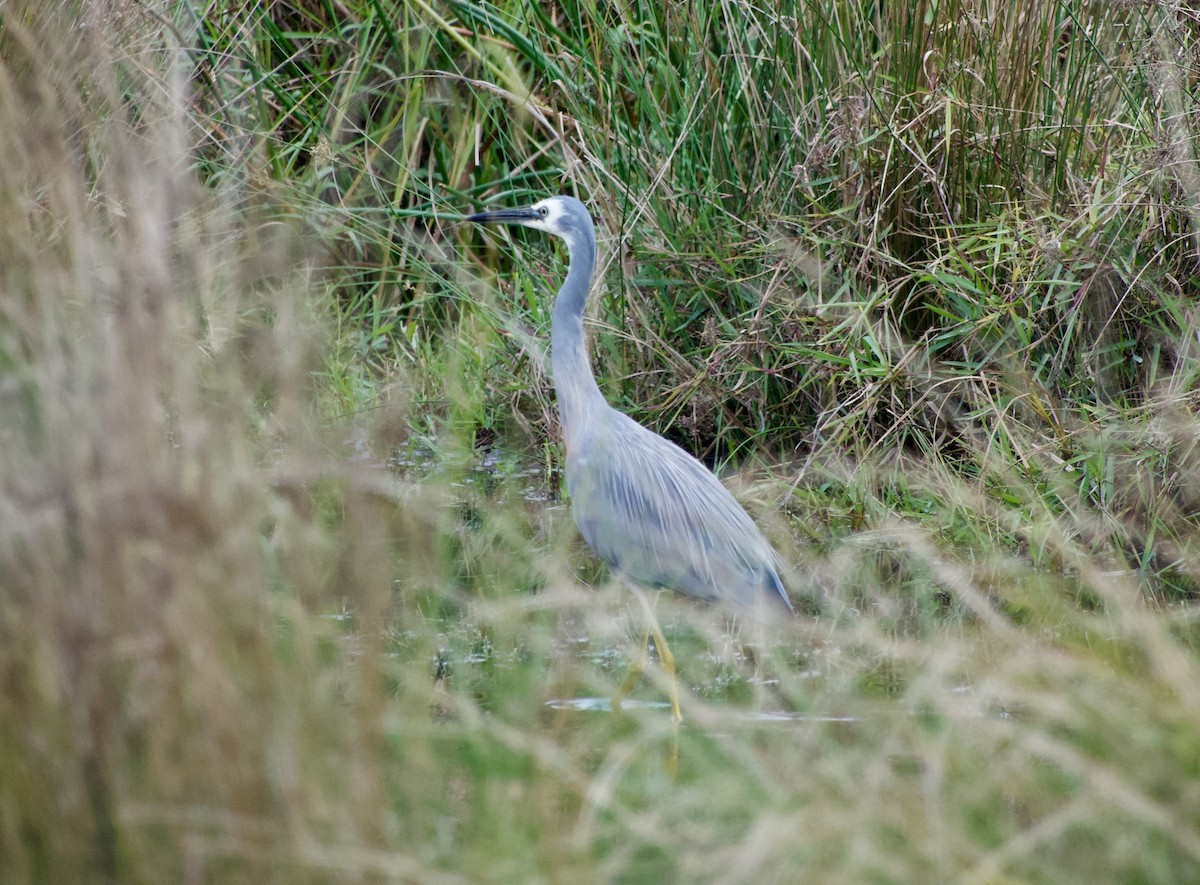 White-faced Heron - ML620402813