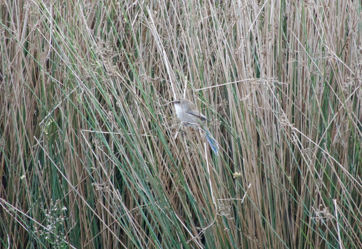 Superb Fairywren - ML620402818