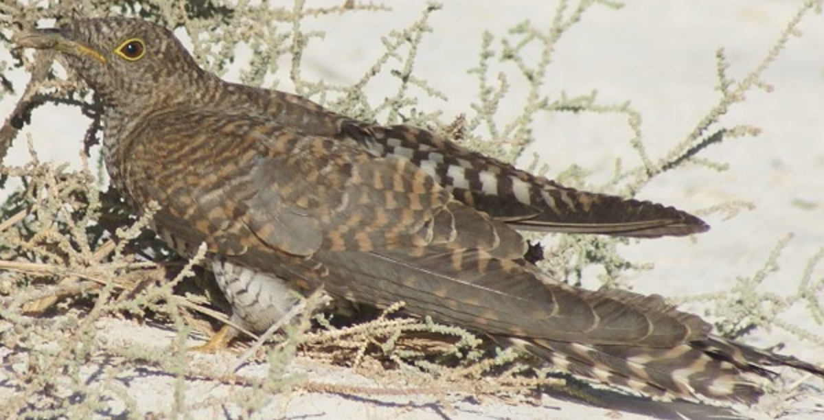Common Cuckoo - ML620402826