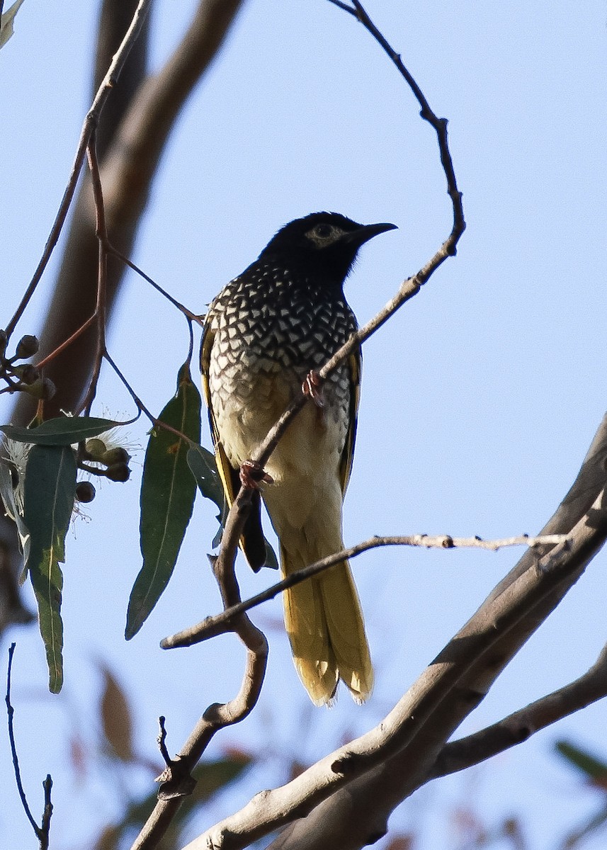 Regent Honeyeater - ML620402828