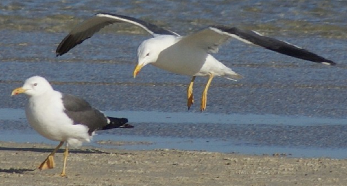 Lesser Black-backed Gull - ML620402832