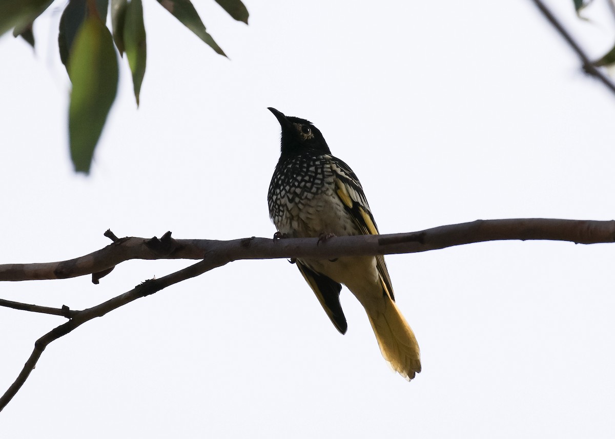 Regent Honeyeater - ML620402834