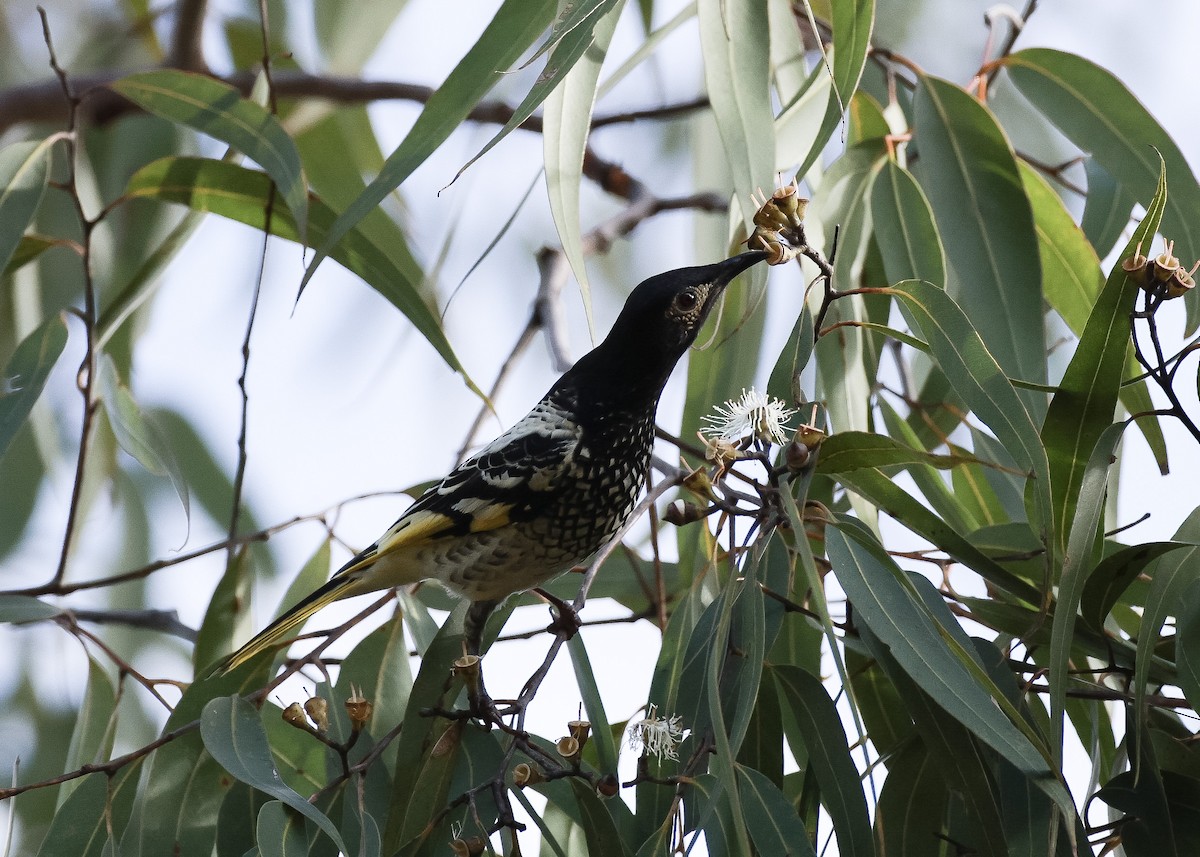 Regent Honeyeater - ML620402835