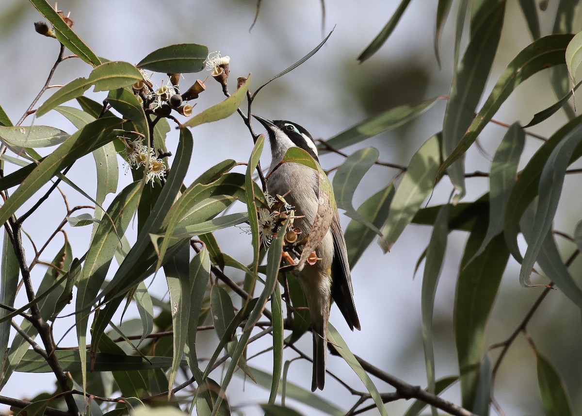 Black-chinned Honeyeater - ML620402839