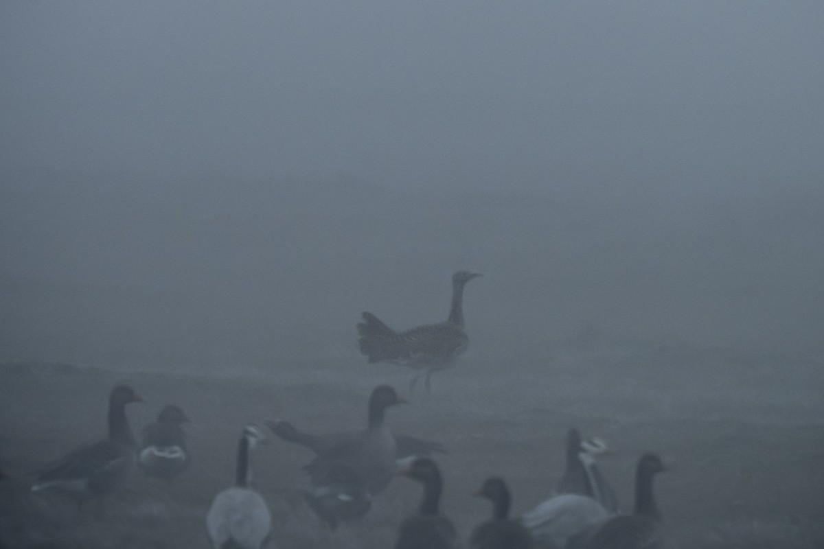 Bar-headed Goose - ML620402841