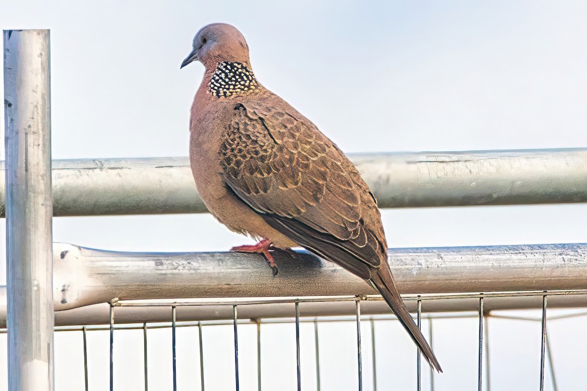 Spotted Dove (Eastern) - ML620402843