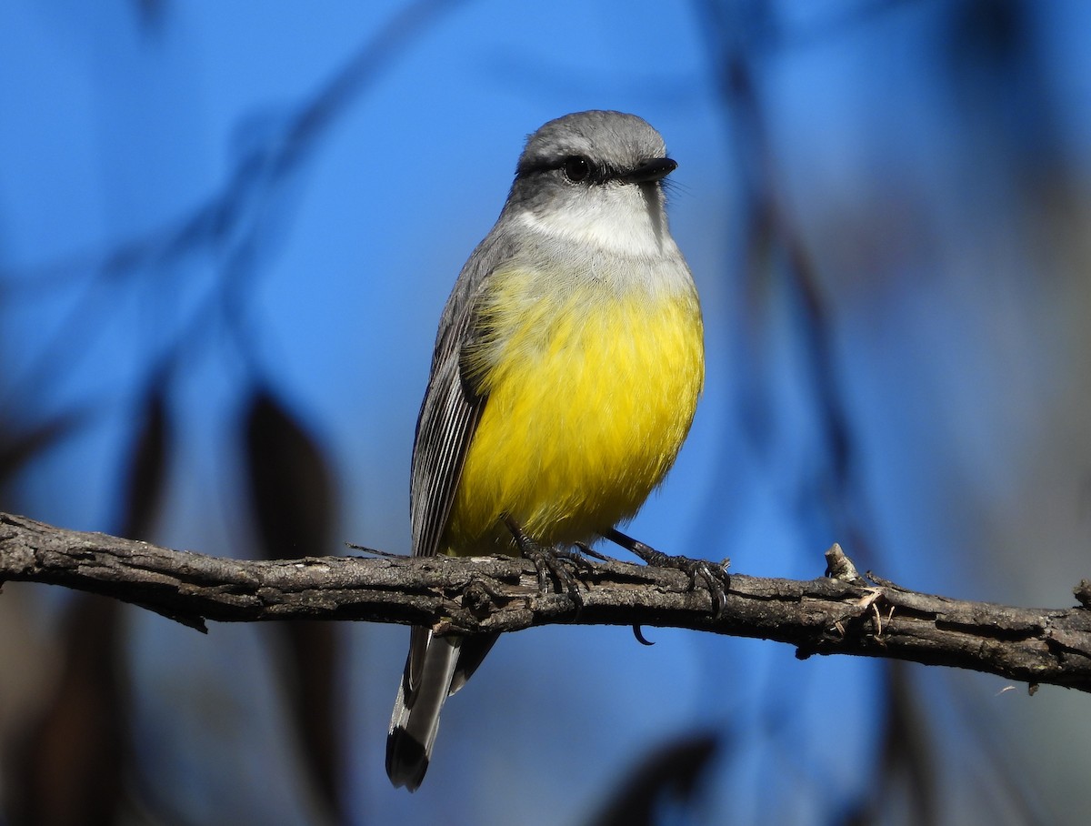 Western Yellow Robin - ML620402850