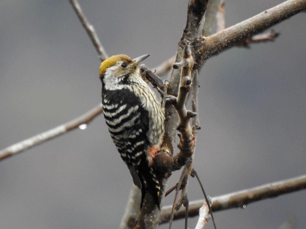 Brown-fronted Woodpecker - ML620402856