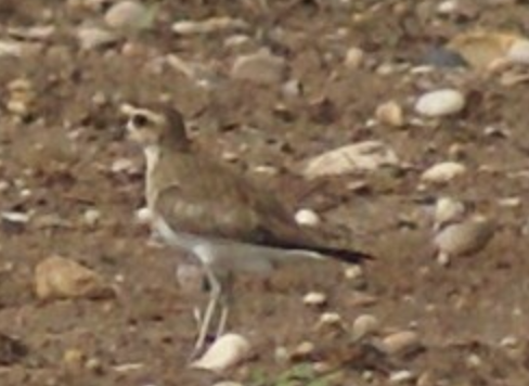 Caspian Plover - ML620402858