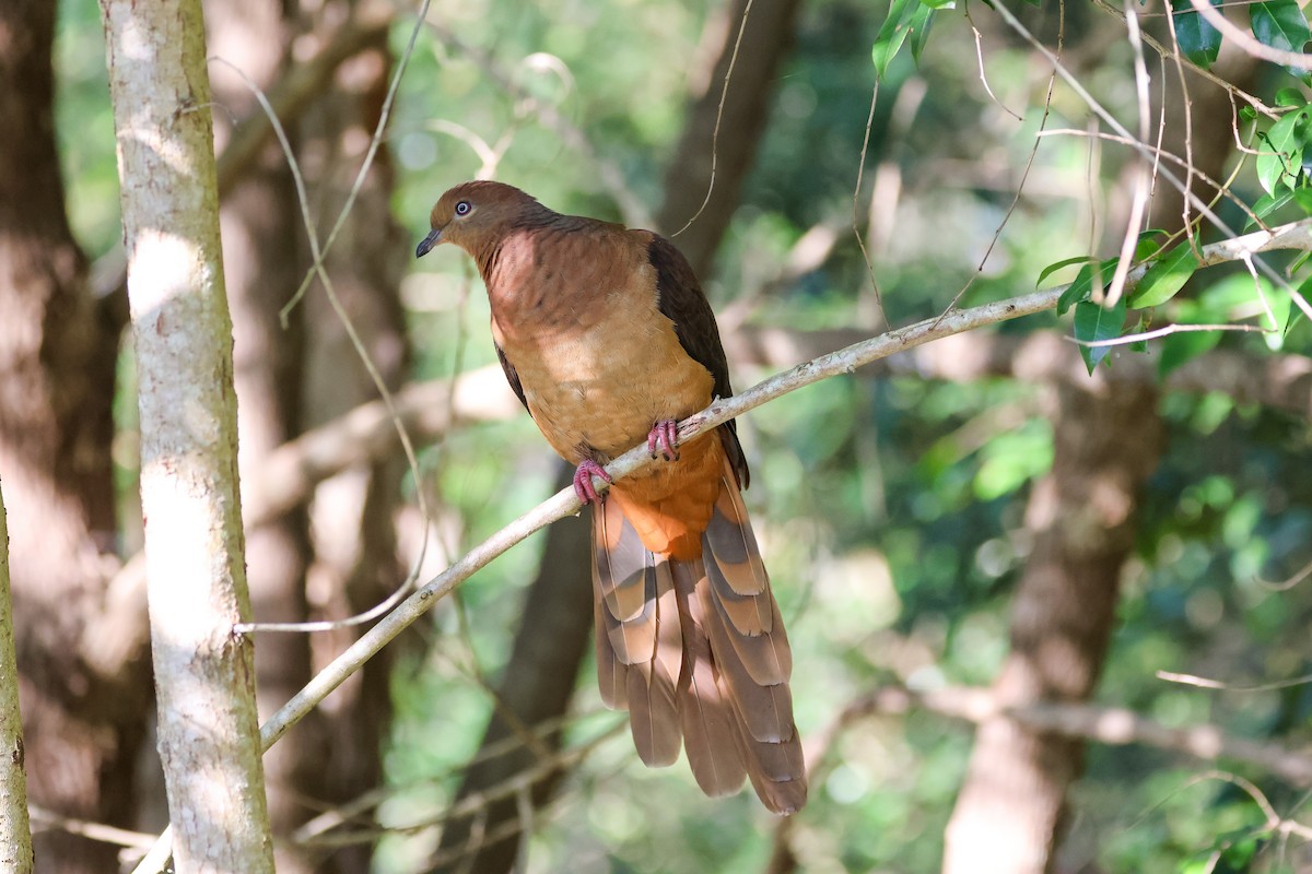 Brown Cuckoo-Dove - ML620402860