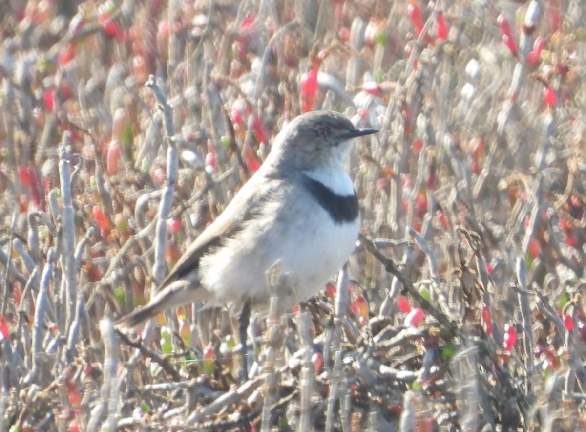 White-fronted Chat - ML620402862