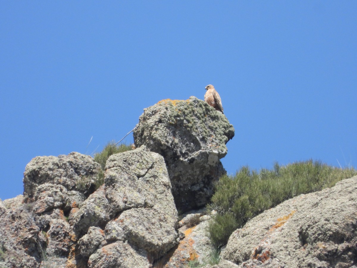 Long-legged Buzzard - ML620402863