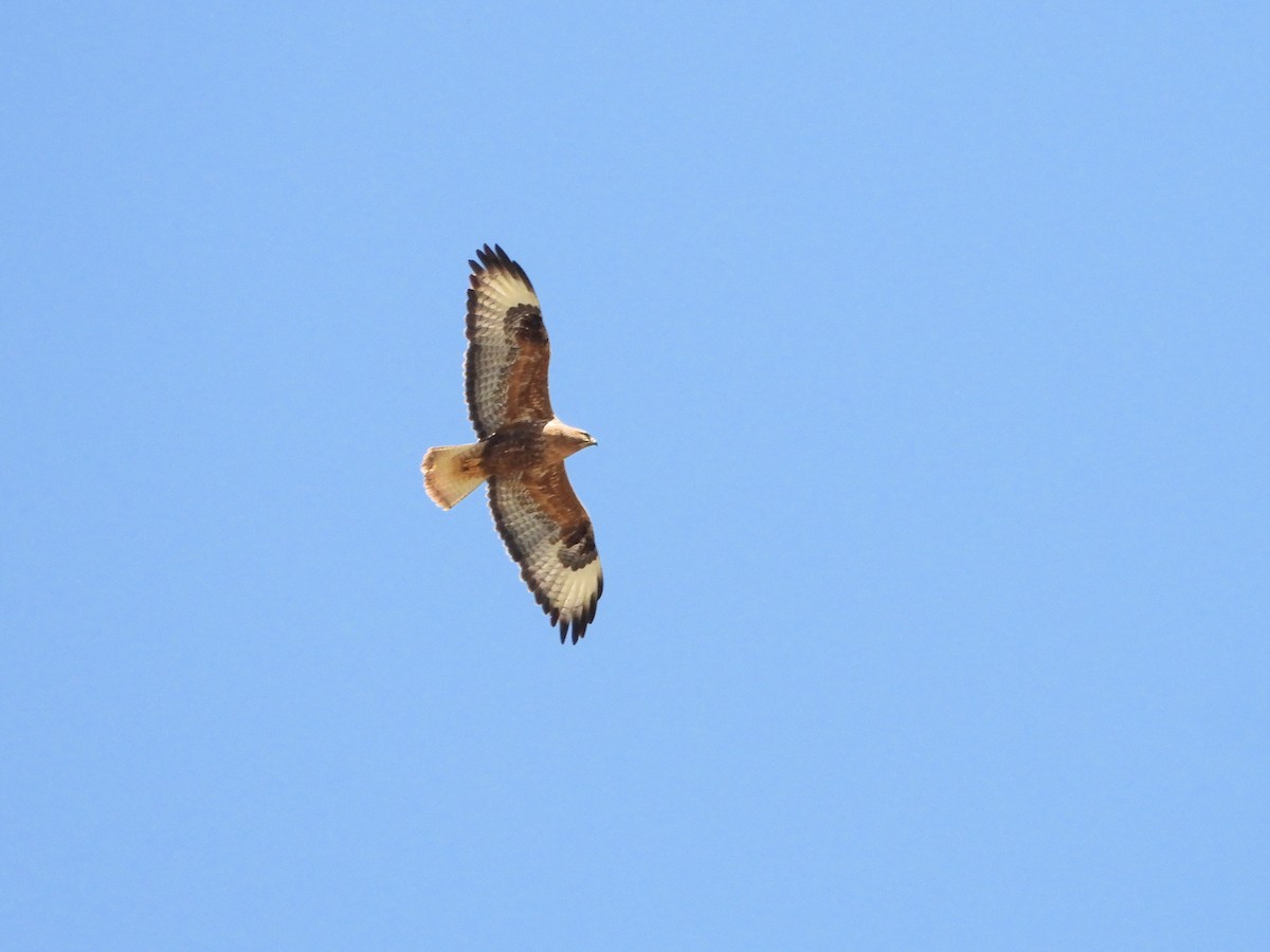 Long-legged Buzzard - ML620402866