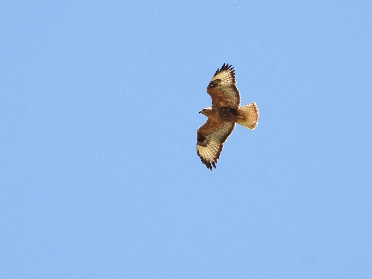 Long-legged Buzzard - ML620402871