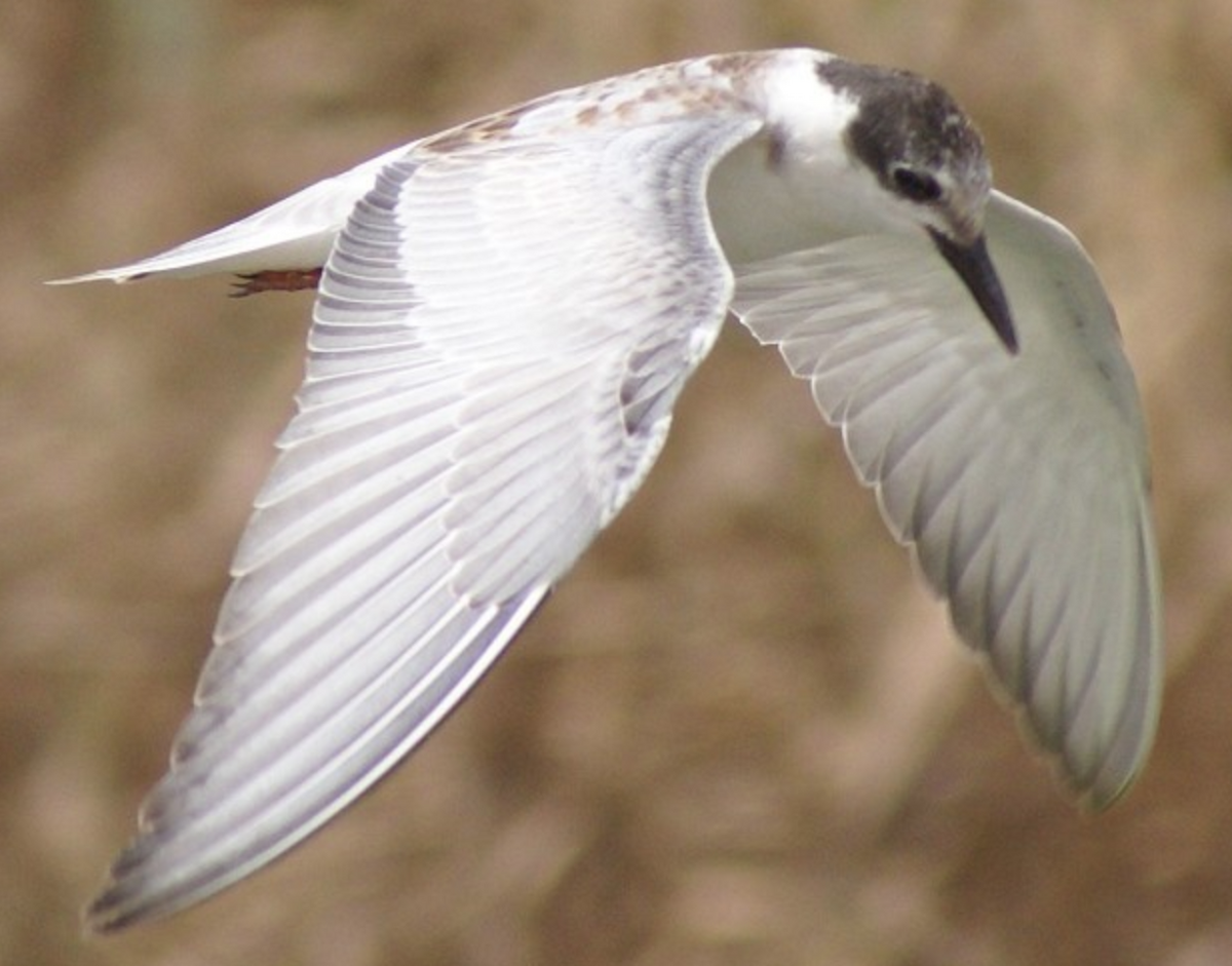 Whiskered Tern - ML620402880