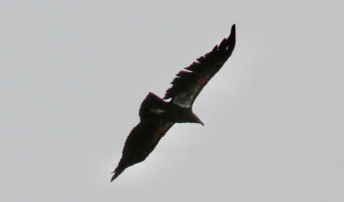 California Condor - Petra Clayton