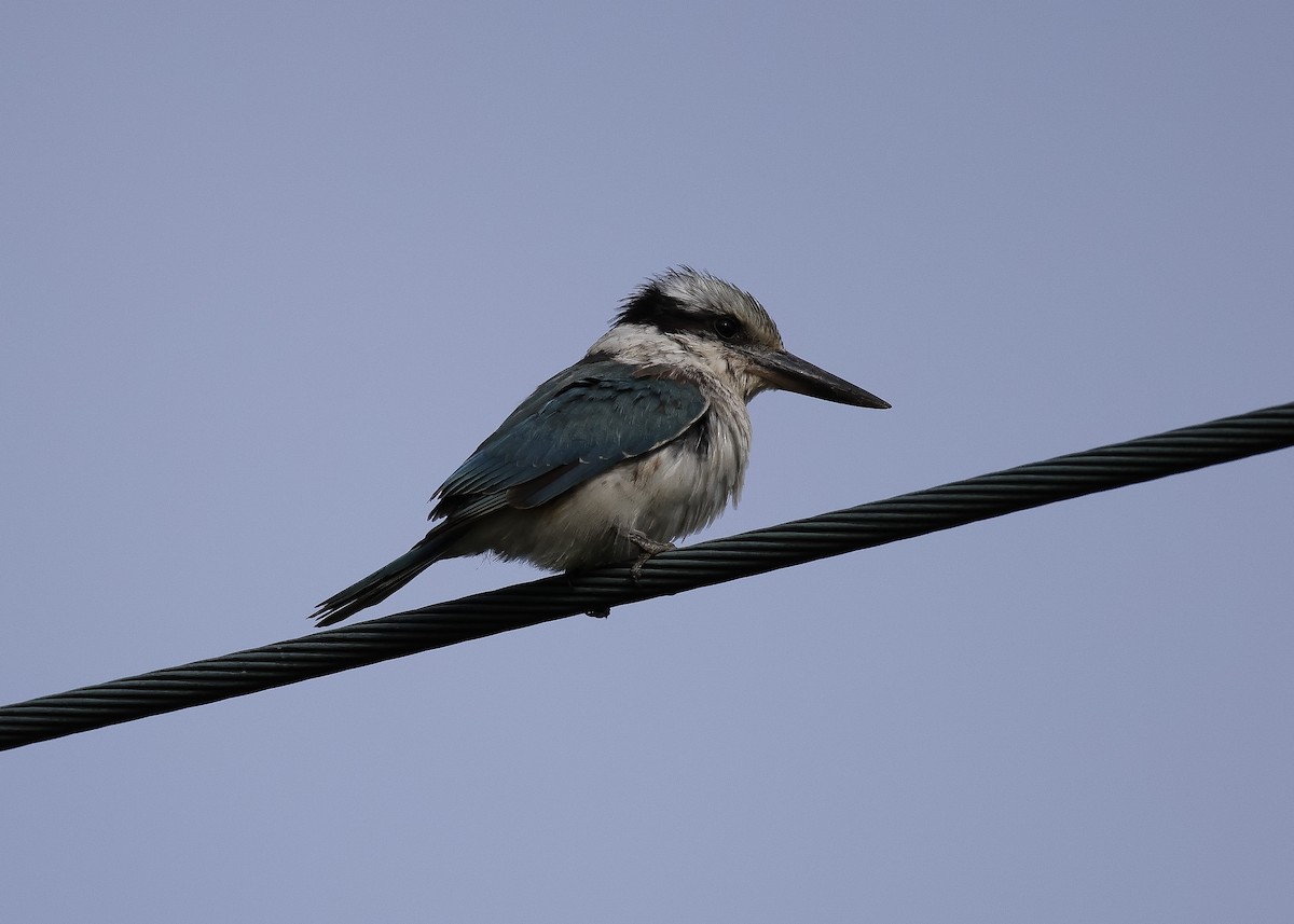 Red-backed Kingfisher - ML620402886