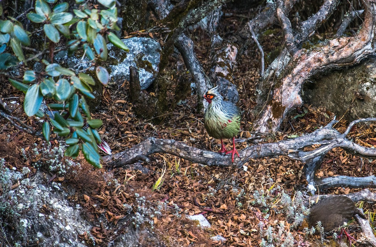 Blood Pheasant - ML620402890