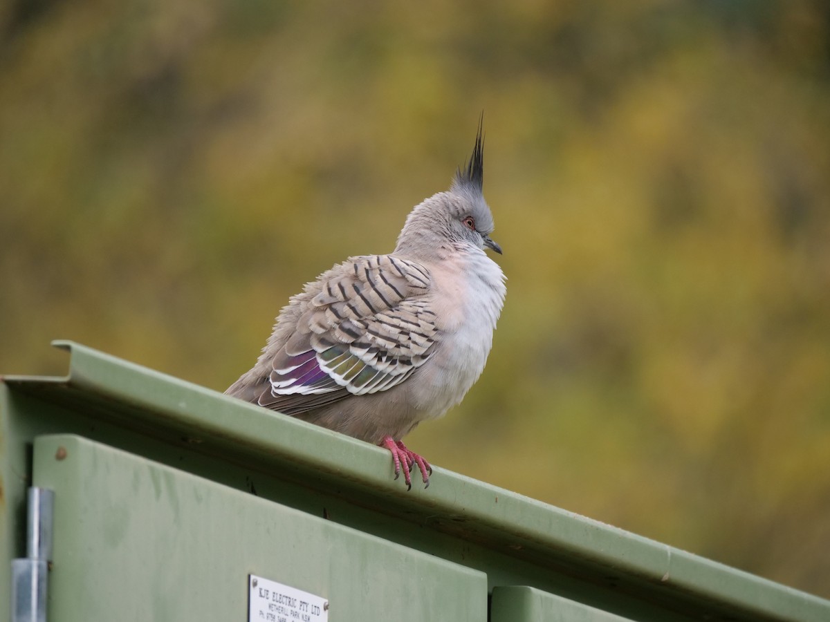 Crested Pigeon - ML620402896