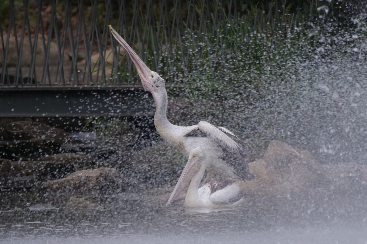 pelikán australský - ML620402901