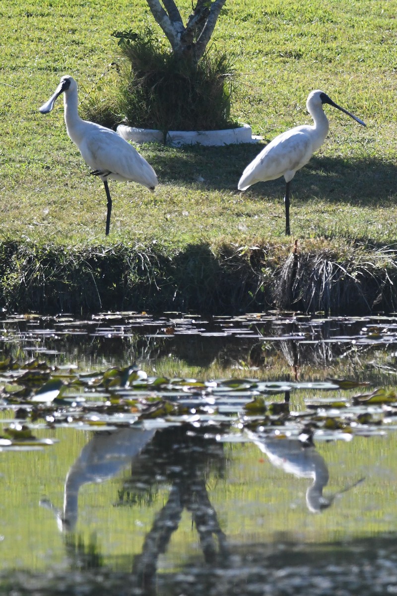 Royal Spoonbill - ML620402906