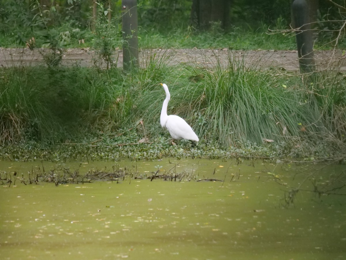 Great Egret - ML620402908