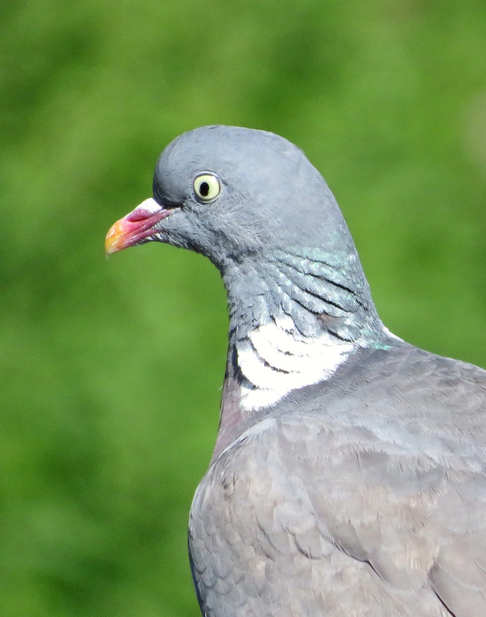 Common Wood-Pigeon - ML620402911