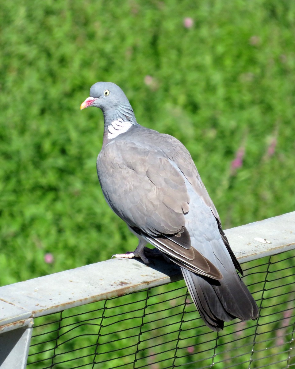 Common Wood-Pigeon - ML620402912