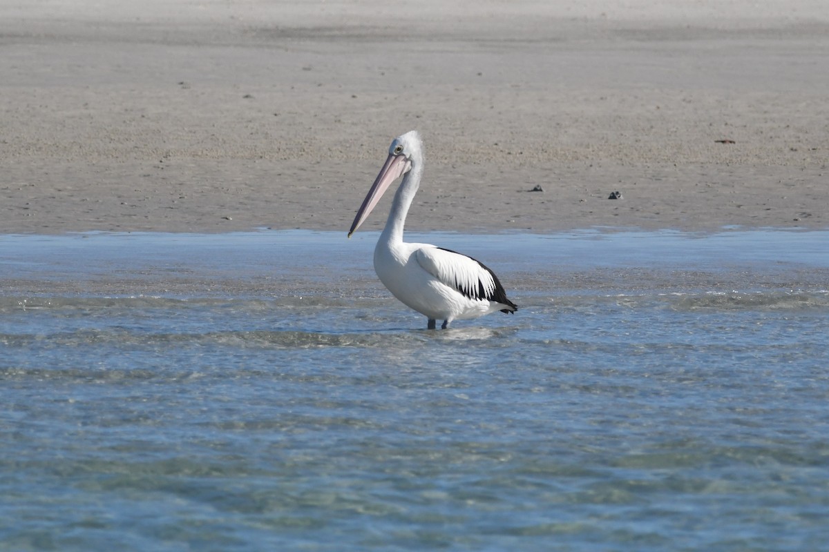 pelikán australský - ML620402925
