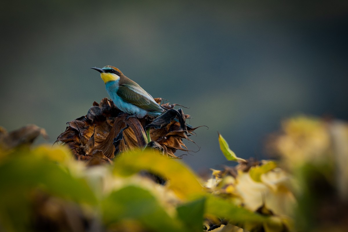 European Bee-eater - ML620402930