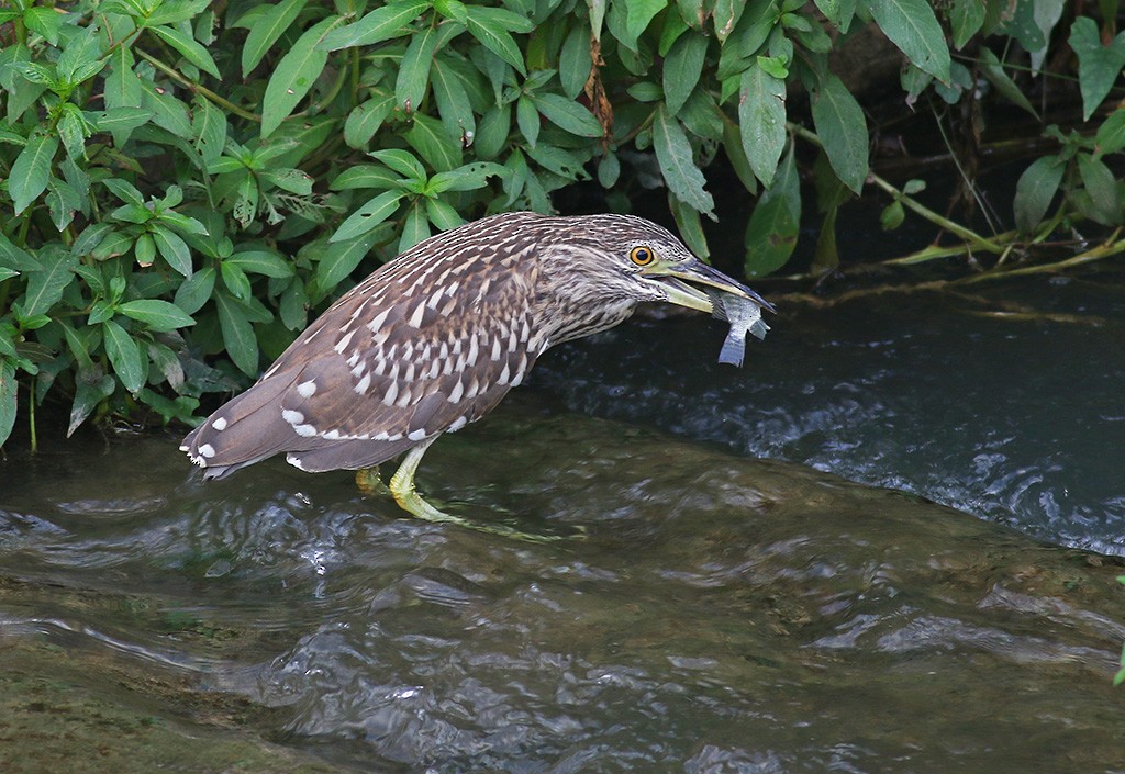 Black-crowned Night Heron - Yi-Jung Tsai