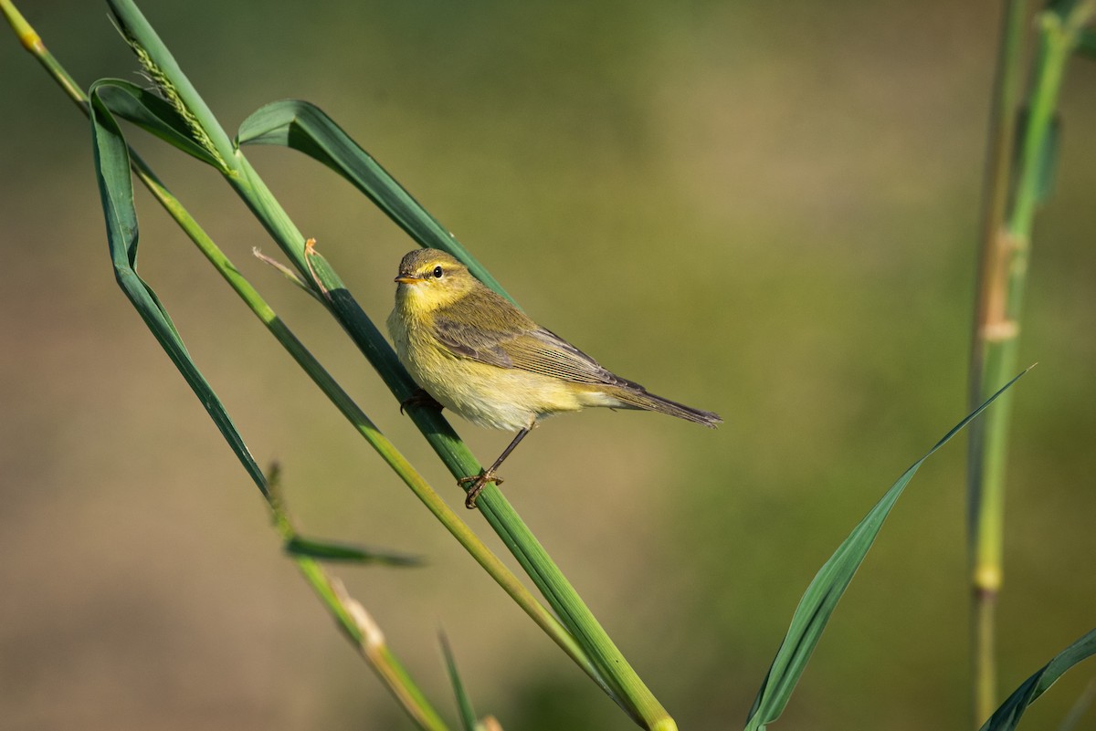 Willow Warbler - ML620402933